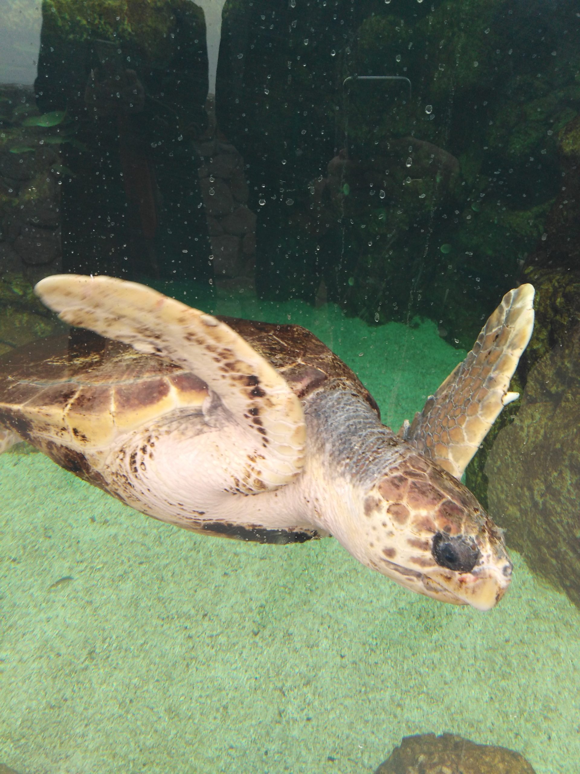 Turtles-Care-Center-3